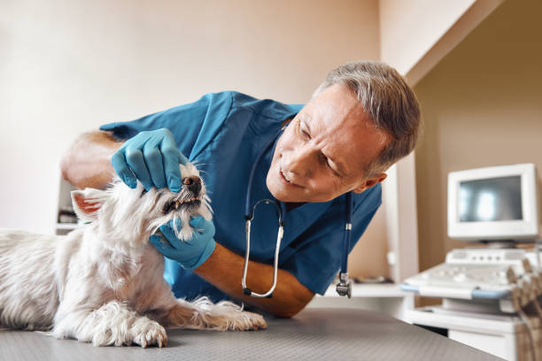 Best Walk-In Emergency Dentist in Fairbury, IL